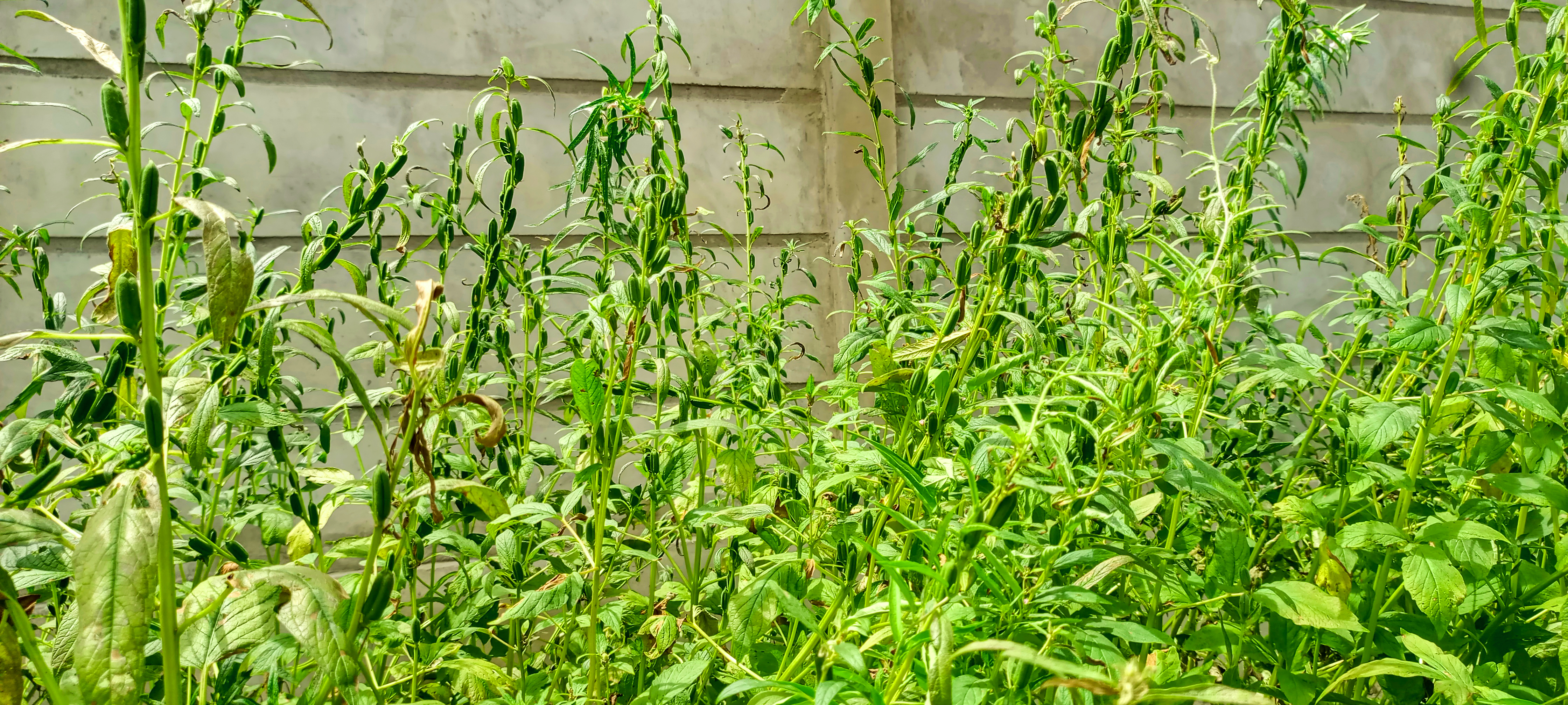 chômage, jeune, emploi